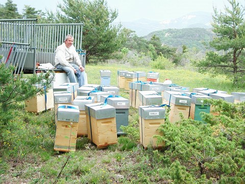 Abeilles noires élevés en montagne