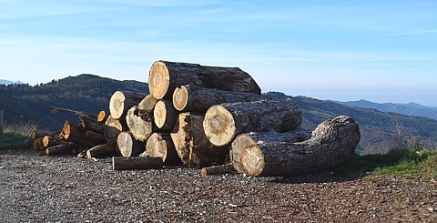 Ruche horizontale ou ruche naturelle