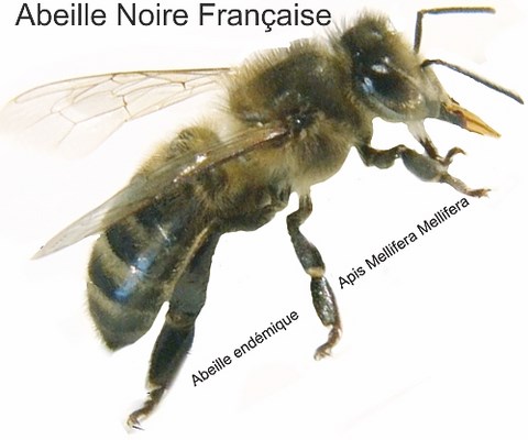 le paquet d'abeilles: un jackpot ?