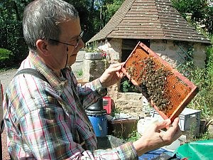 Abeilles noires et essaims d'abeilles