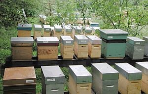 Nous produisons pour vous des abeilles noires françaises vente essaims d'abeilles noires en direct de notre production