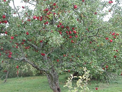 paquets d'abeilles pour la pollinisation ?