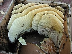 Essaims naturels d'abeilles