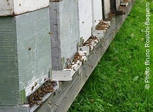 Acheter des essaims d'abeilles noires Essaims d'abeilles 2018 à commander